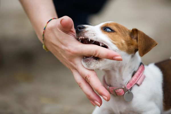 Mơ thấy chó cắn nên đánh con gì?